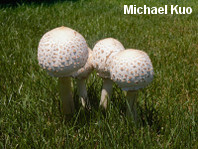 Chlorophyllum molybdites