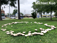 Chlorophyllum molybdites