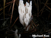 Clavulina rugosa