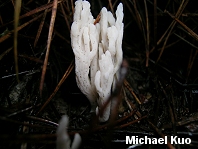 Clavulina rugosa