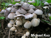 Coprinellus disseminatus