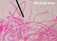 Coprinopsis atramentaria