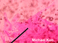 Coprinopsis atramentaria