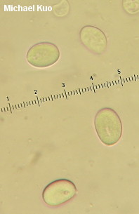 Craterellus fallax