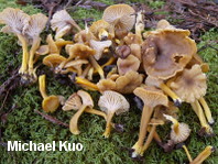 Craterellus species 02