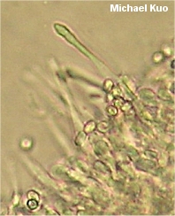 Cystoderma cinnabarinum