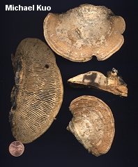 Daedalea quercina