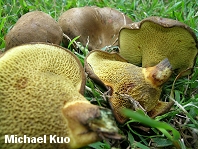 Gyrodon merulioides