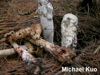 Hypomyces hyalinus