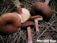 Lactarius hepaticus