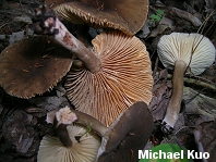 Lactarius lignyotus