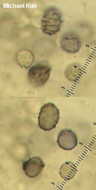 Lactarius porninsis