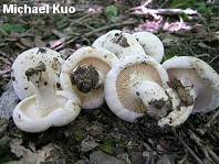 Lactarius subvellereus var. subdistans