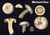 Lactarius subvellereus var. subdistans