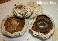 Lactarius subvellereus var. subdistans