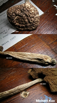 Leccinum pseudoscabrum