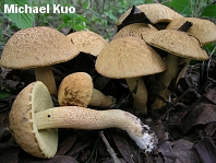 Leccinum rugosiceps