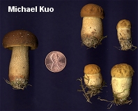 Leccinum rugosiceps