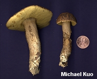 Leccinum rugosiceps