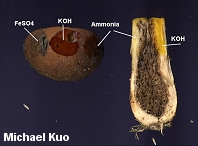 Leccinum rugosiceps