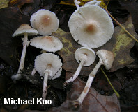 Lepiota cristata