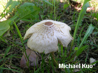 Lepiota cristata