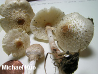 Lepiota cristata