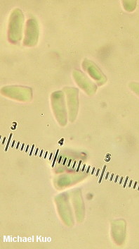 Lepiota cristata