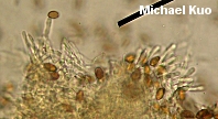 Leratiomyces percevalii