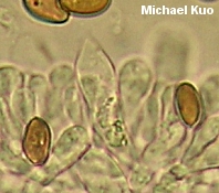 Leratiomyces percevalii