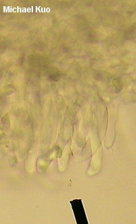 Leucoagaricus rubrotinctus