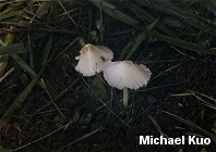 Leucocoprinus flavescens