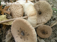 Macrolepiota procera