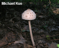 Macrolepiota procera