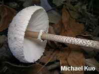 Macrolepiota procera