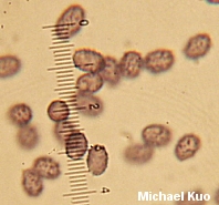 Melanoleuca graminicola