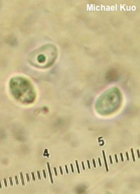 Microporellus dealbatus