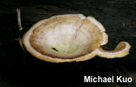 Microporellus obovatus