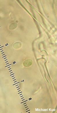 Microporellus obovatus