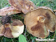 Paxillus involutus