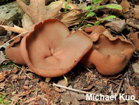 Phylloscypha phyllogena
