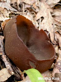 Phylloscypha phyllogena