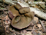 Phylloscypha phyllogena