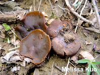 Phylloscypha phyllogena
