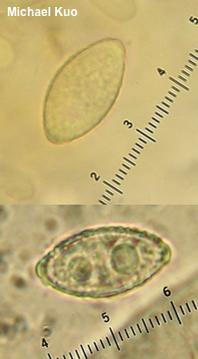 Phylloscypha phyllogena