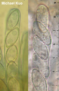 Phylloscypha phyllogena