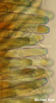 Phylloscypha phyllogena