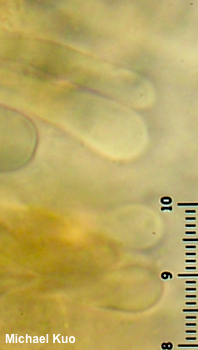 Phylloscypha phyllogena