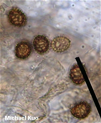 Strobilomyces floccopus