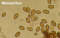 Stropharia aurantiaca